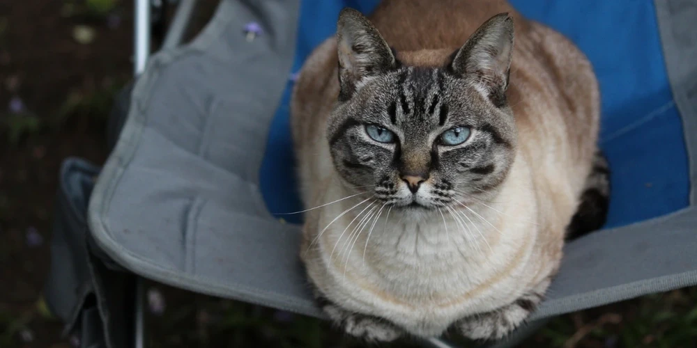 Cat on a camper chair