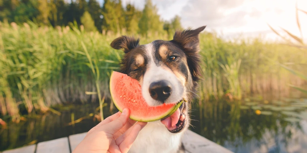 Dog by the lake being fed a watermelon