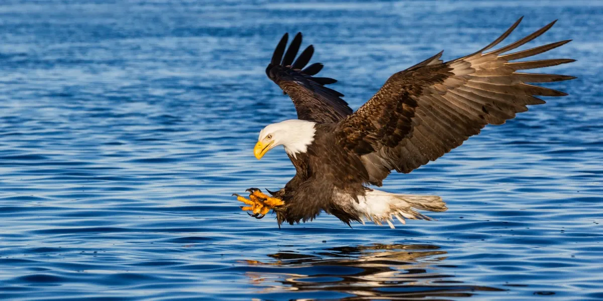 A bald eagle diving to catch fish in the lake