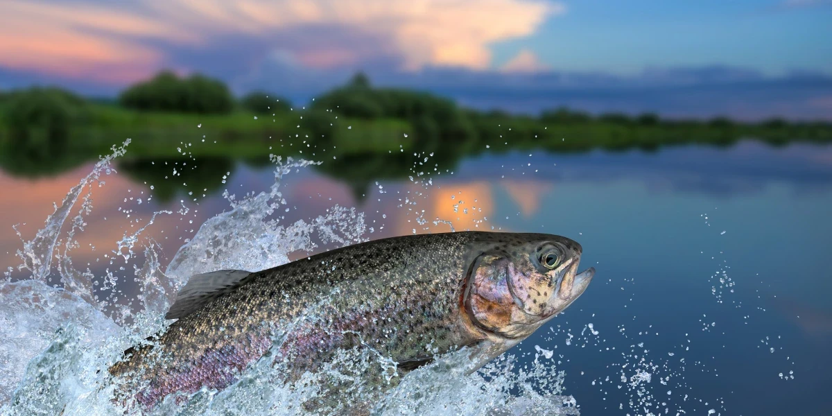 A rainbow trout jumping in the lake water