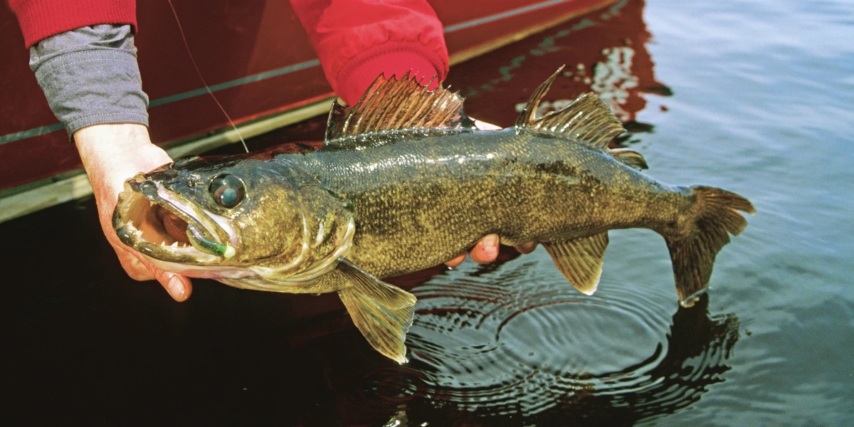 Angler on a boat holding walleye he caught during the fall season