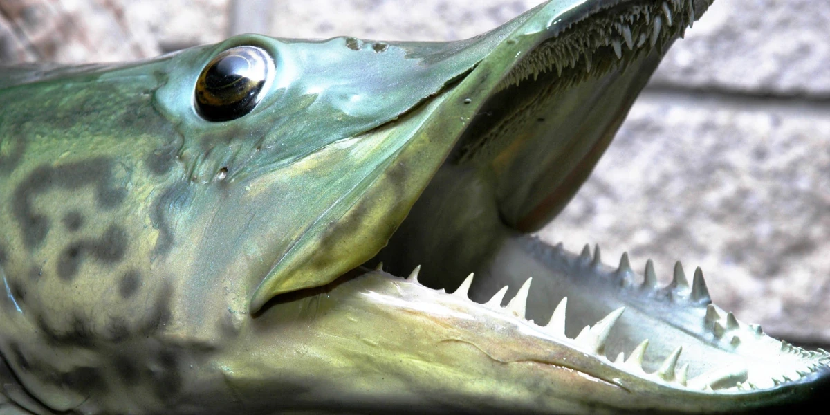 Closeup photo of the head of a muskellunge