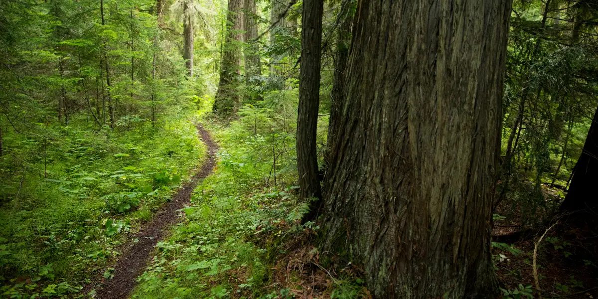 Mountain biking trail in the forest