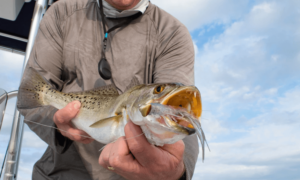 Biggest Fish in Raystown Lake, Huntingdon County - Ridgeview
