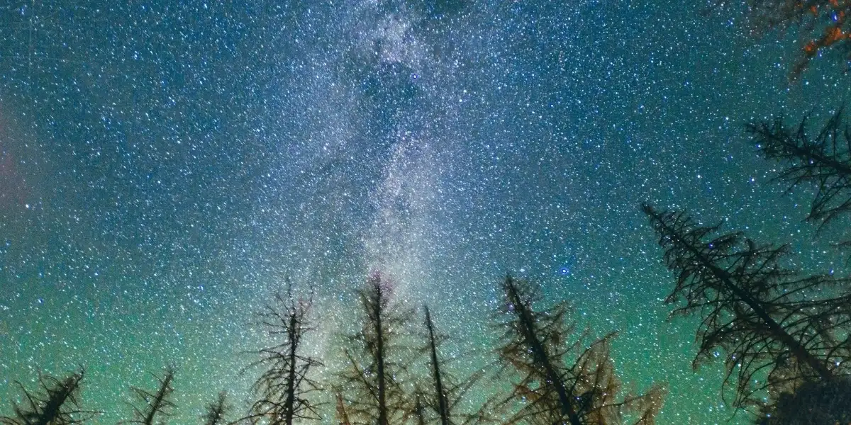 A picture of the starry night sky and treetops taken while lying down on the ground