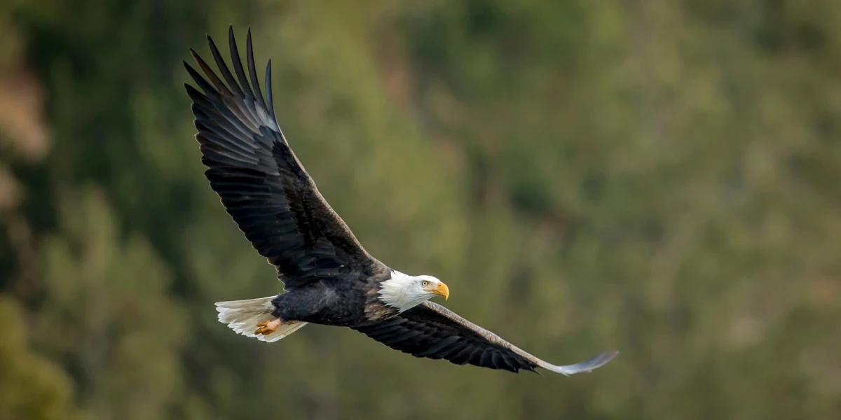 Bald eagle flying low near the trees