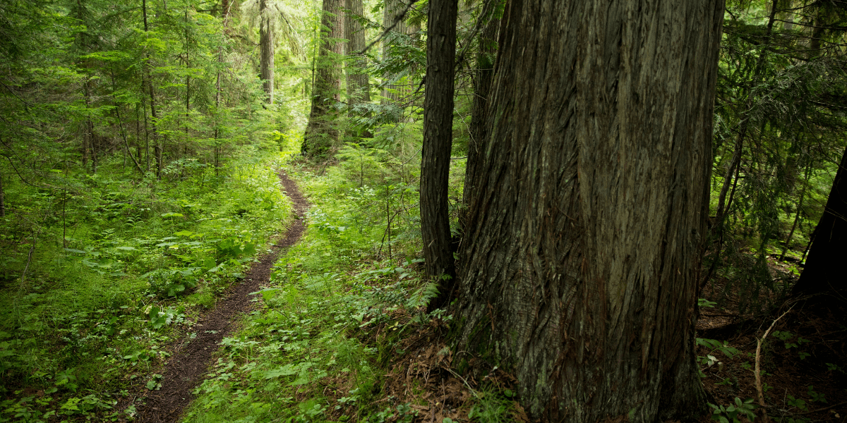 Single track mountain biking trail