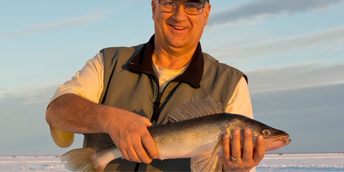 A large walleye caught while ice fishing in a lake.