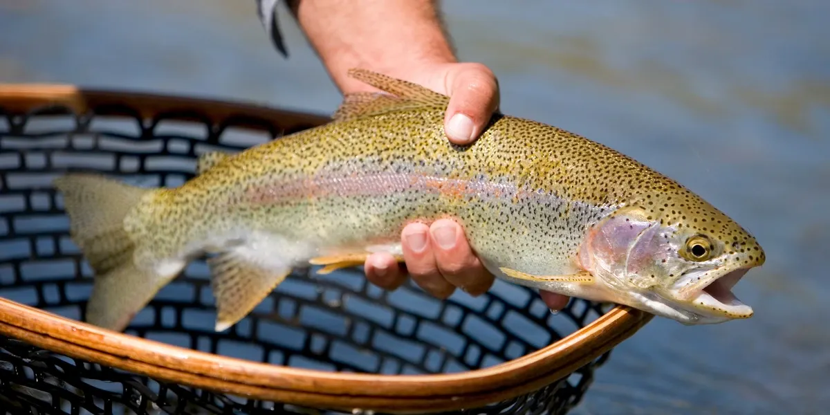 Fisherman holding a trout before releasing it back