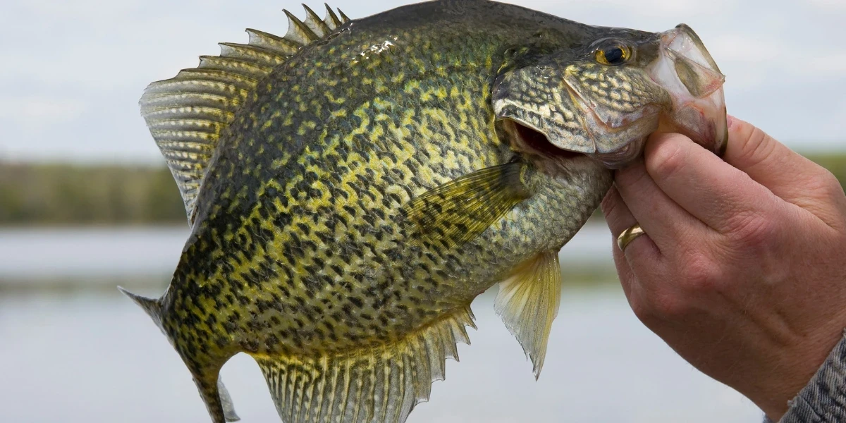 Hand holding a black crappie caught from the lake