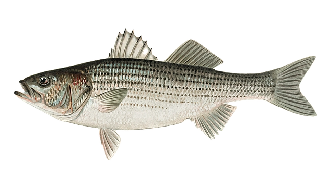 striped bass against a white background