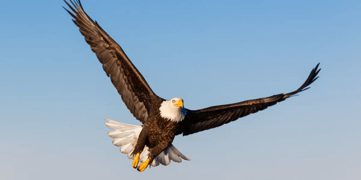 flying bald eagle