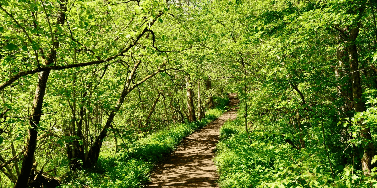 hiking trail footpath